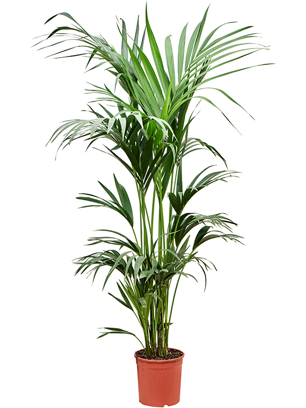Kentia (Howea) forsteriana