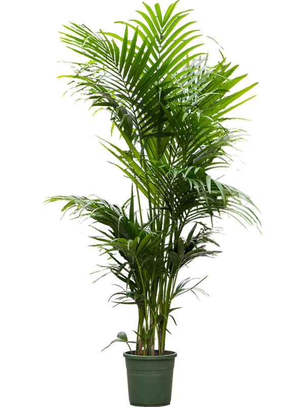 Kentia (Howea) forsteriana
