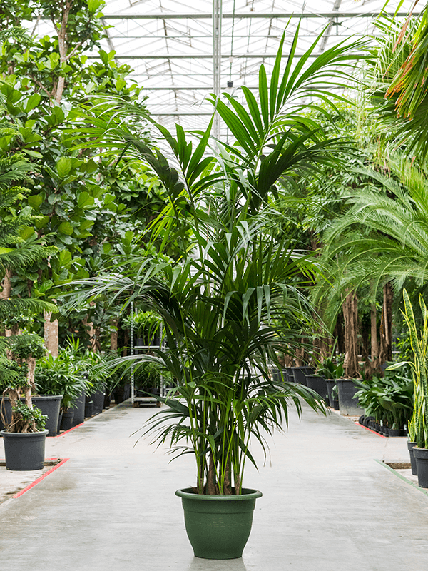 Kentia (Howea) forsteriana