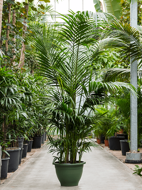 Kentia (Howea) forsteriana