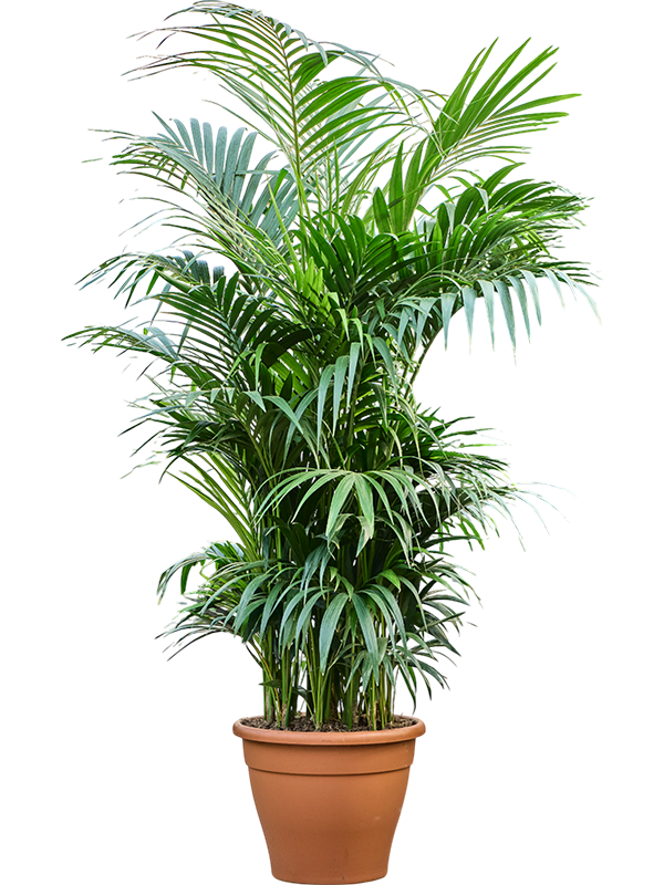Kentia (Howea) forsteriana