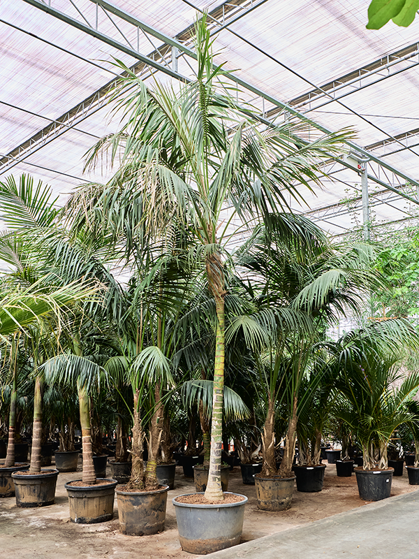 Kentia (Howea) forsteriana