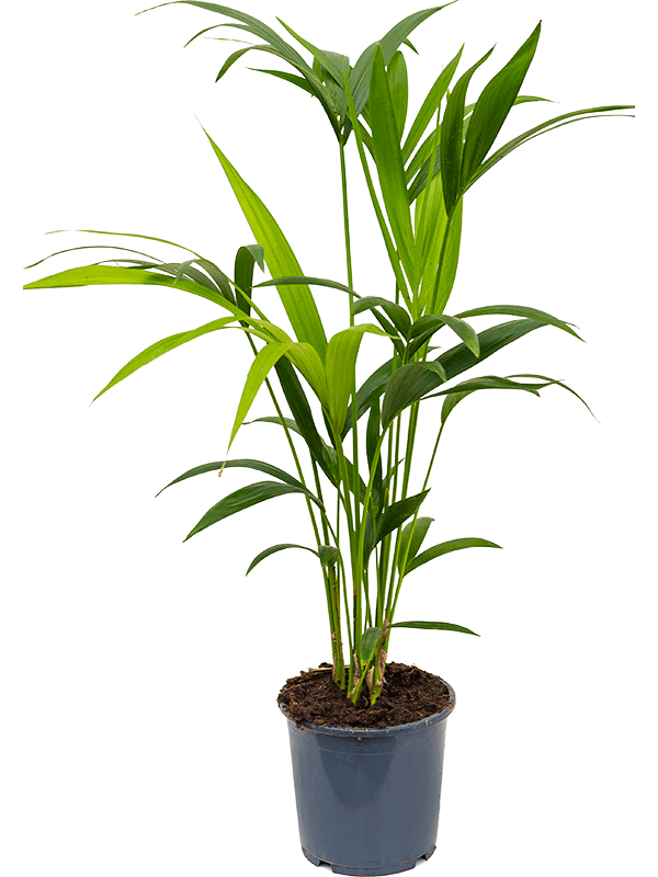 Kentia (Howea) forsteriana