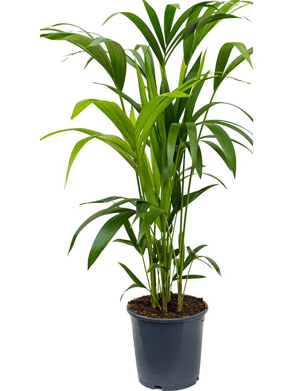 Kentia (Howea) forsteriana