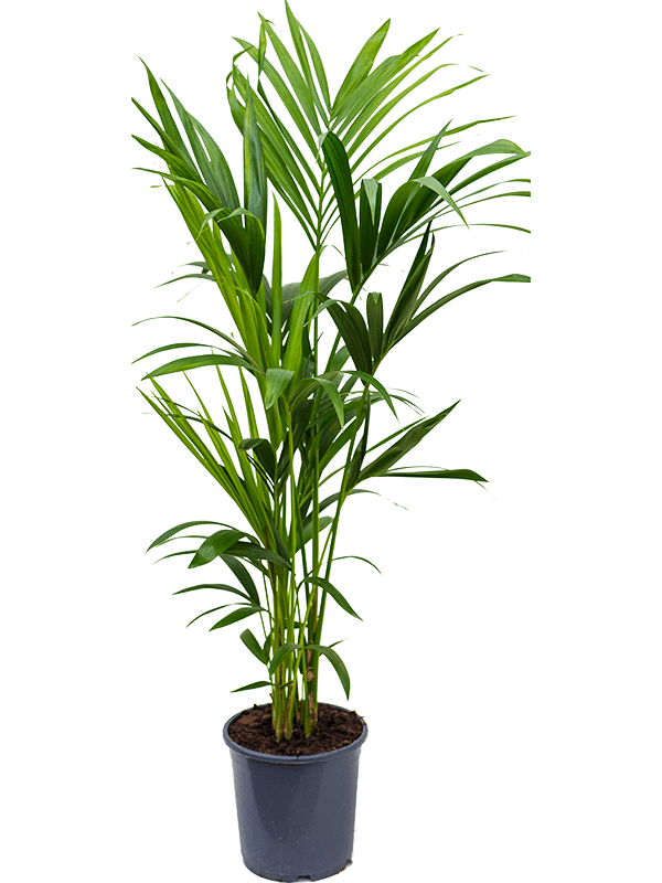Kentia (Howea) forsteriana