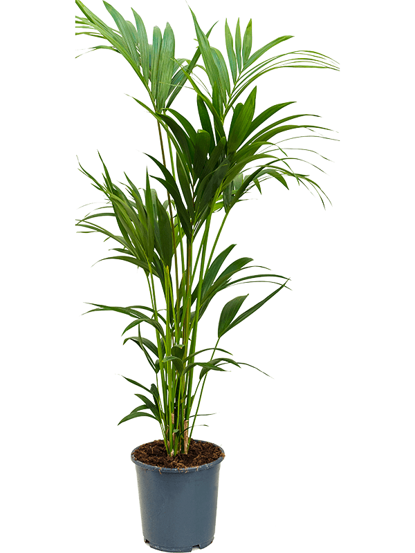 Kentia (Howea) forsteriana
