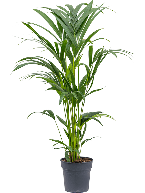Kentia (Howea) forsteriana