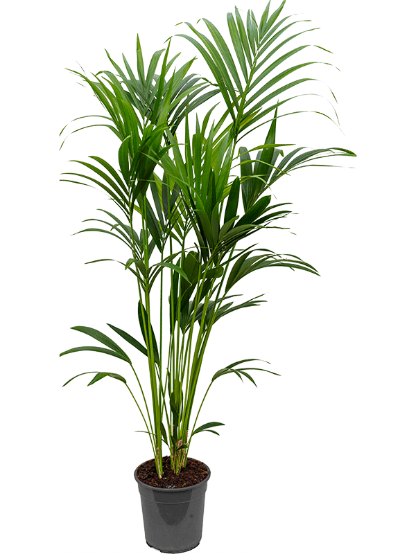 Kentia (Howea) forsteriana