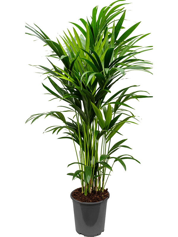 Kentia (Howea) forsteriana