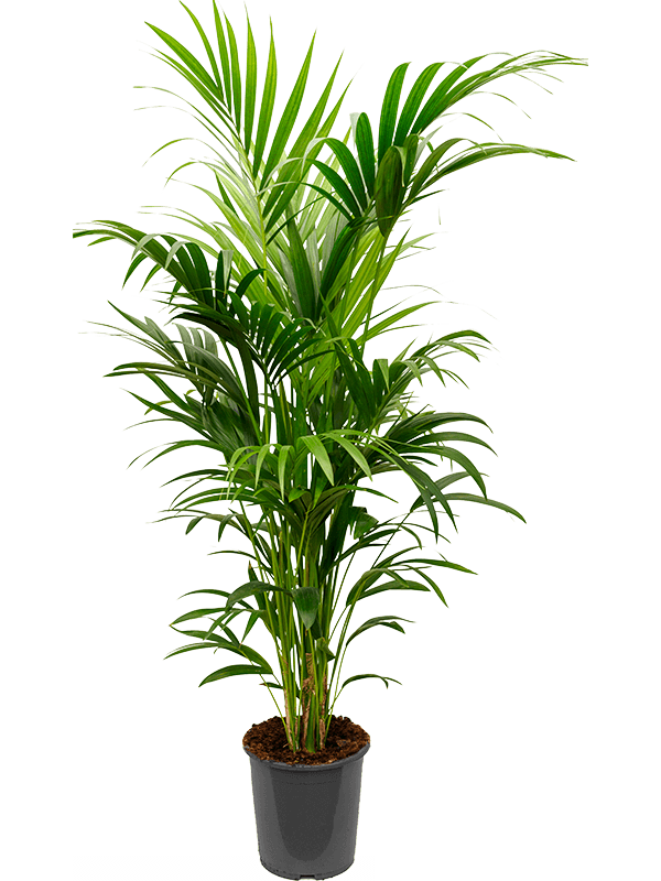 Kentia (Howea) forsteriana