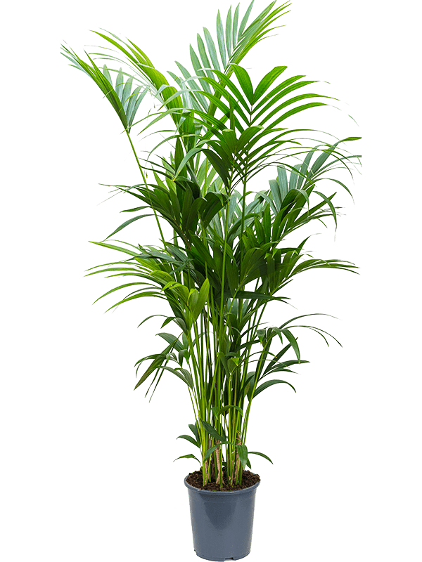 Kentia (Howea) forsteriana