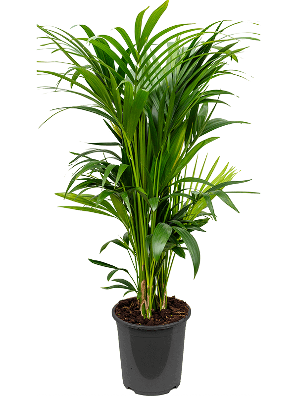 Kentia (Howea) forsteriana