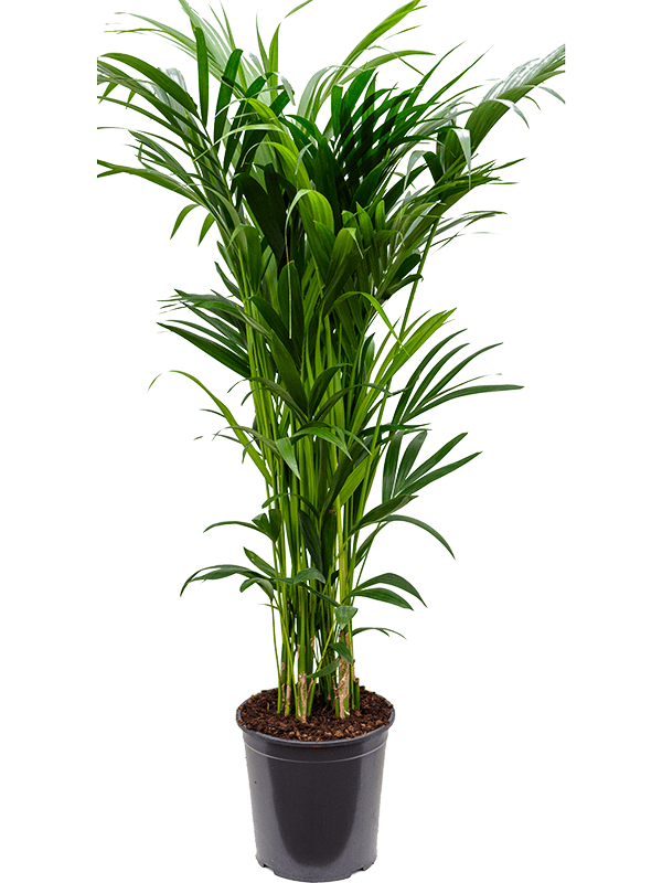 Kentia (Howea) forsteriana