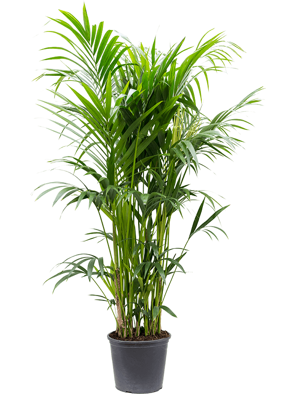 Kentia (Howea) forsteriana