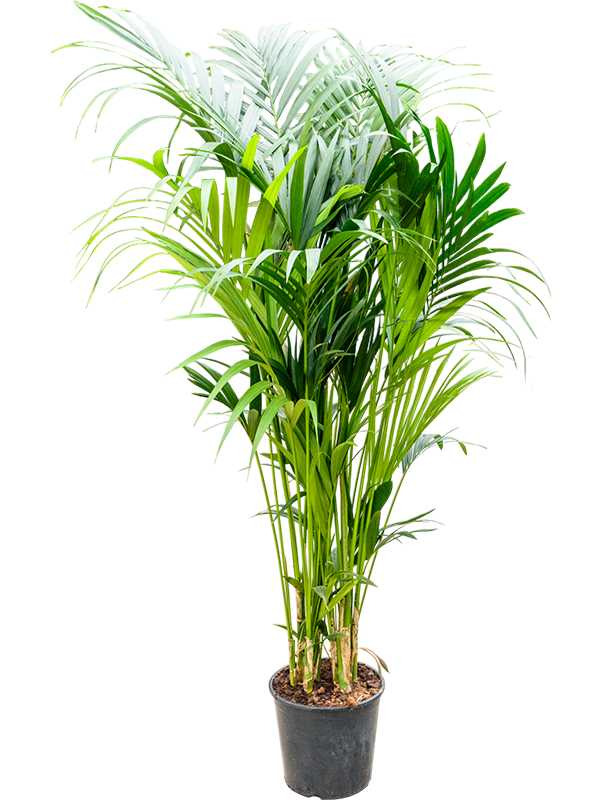 Kentia (Howea) forsteriana