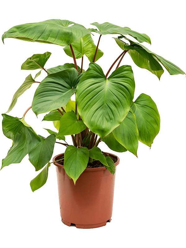 Homalomena rubescens 'Maggy'