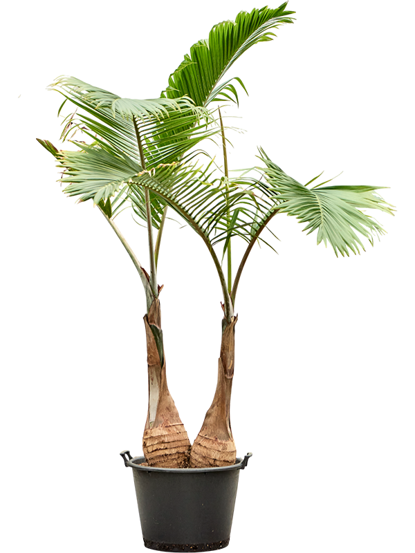 Hyophorbe lagenicaulis