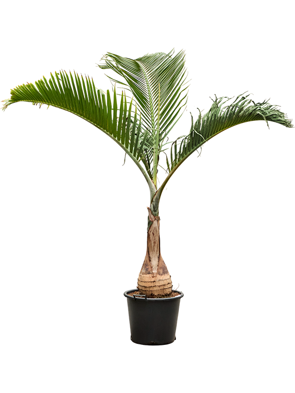 Hyophorbe lagenicaulis