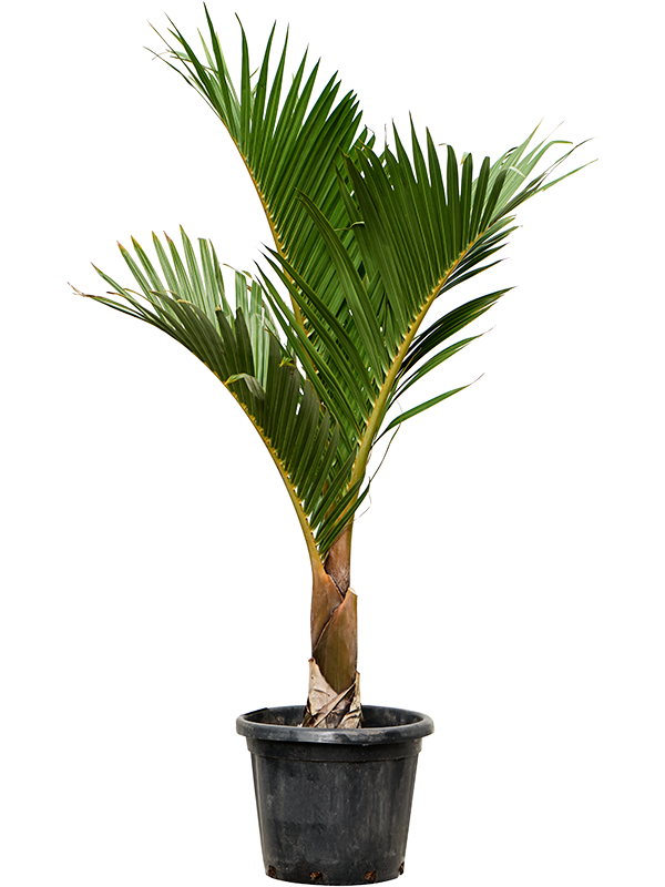 Hyophorbe verschaffeltii (150-180)