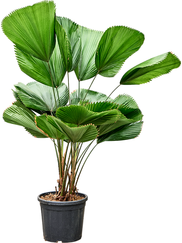 Licuala grandis