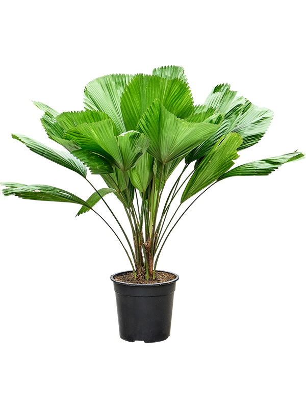 Licuala grandis