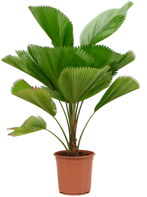 Licuala grandis