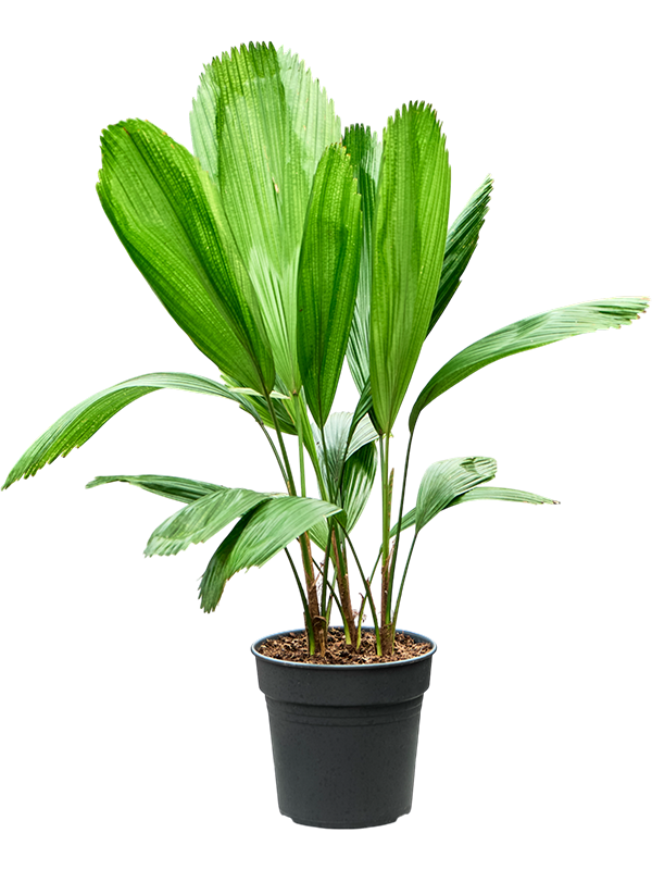 Licuala grandis