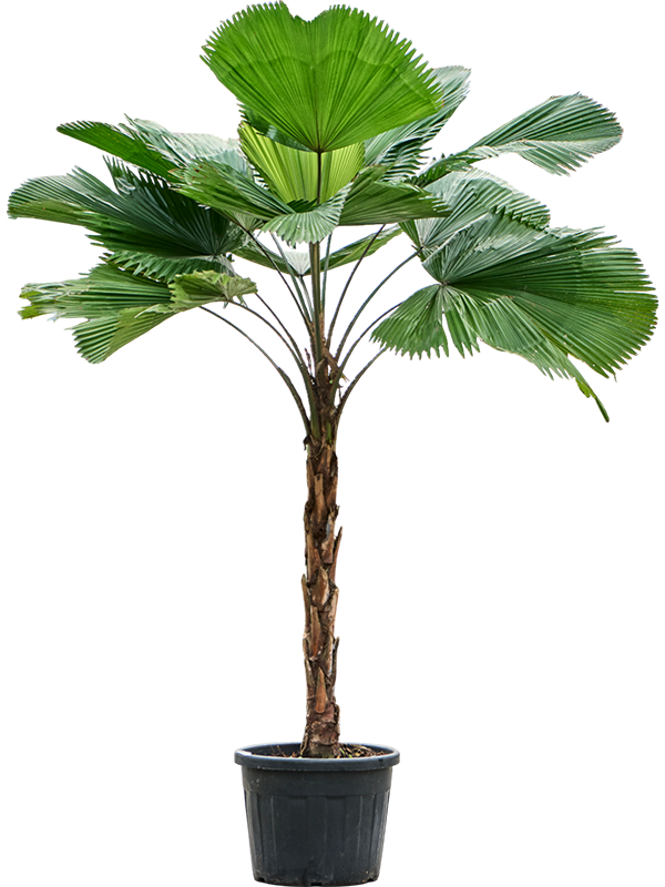Licuala grandis