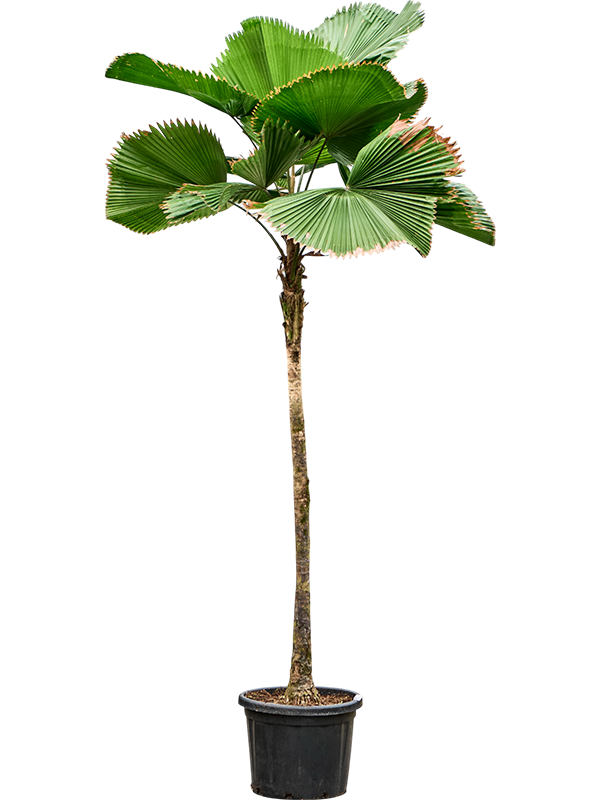 Licuala grandis
