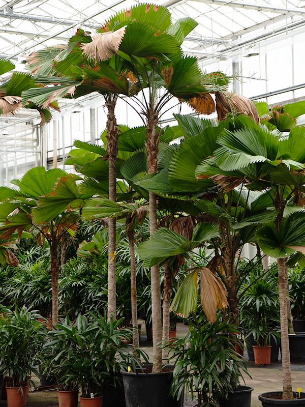 Licuala grandis (390-430)