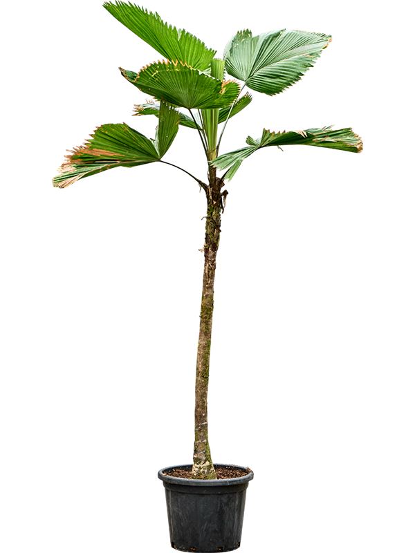 Licuala grandis