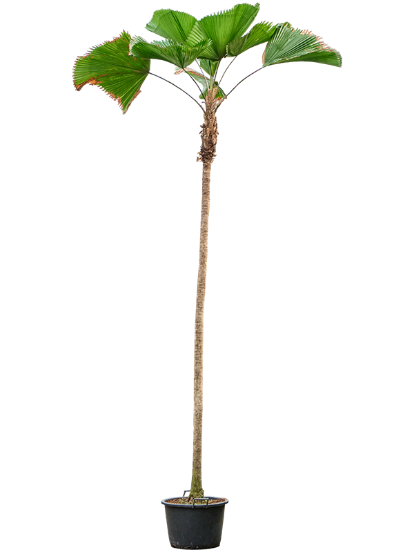 Licuala grandis (440-475)
