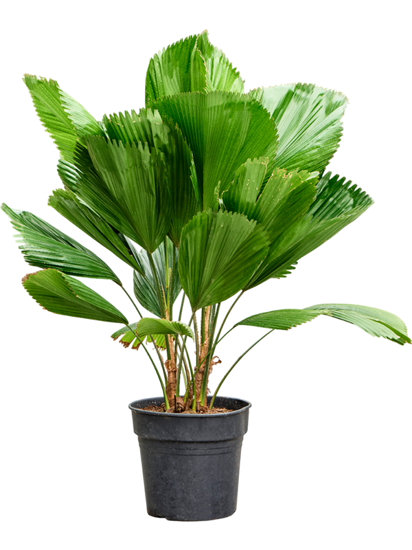 Licuala grandis