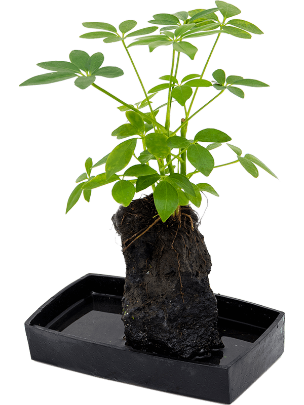 Schefflera Lova
