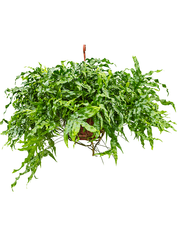 Microsorum diversifolium