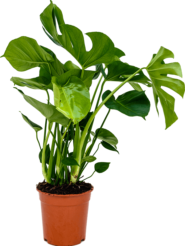 Monstera deliciosa