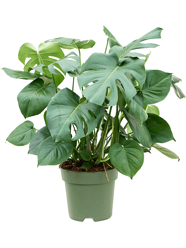 Monstera deliciosa