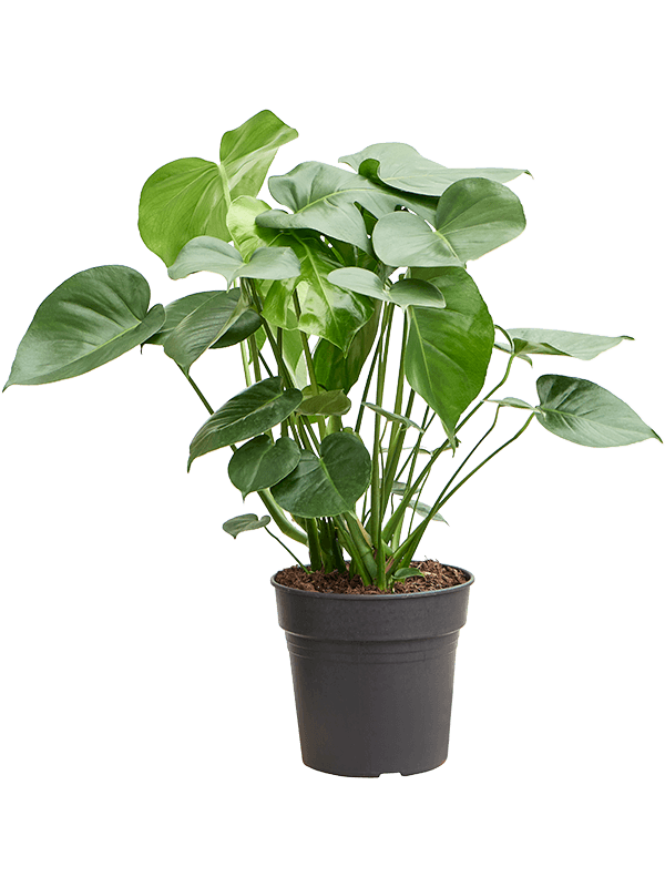 Monstera deliciosa