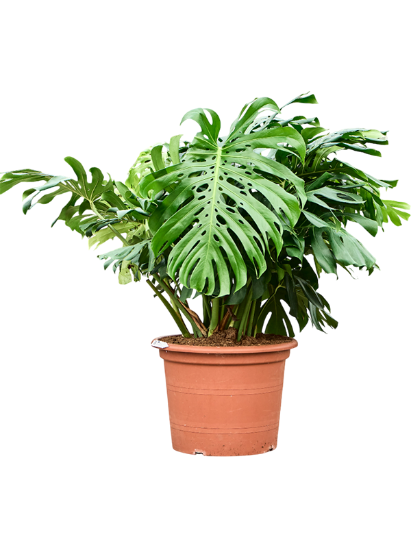 Monstera deliciosa
