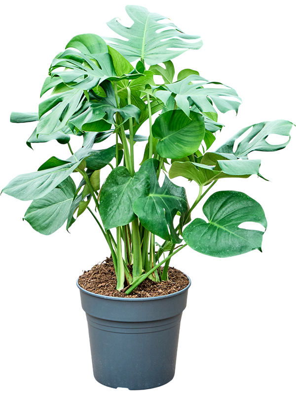 Monstera deliciosa