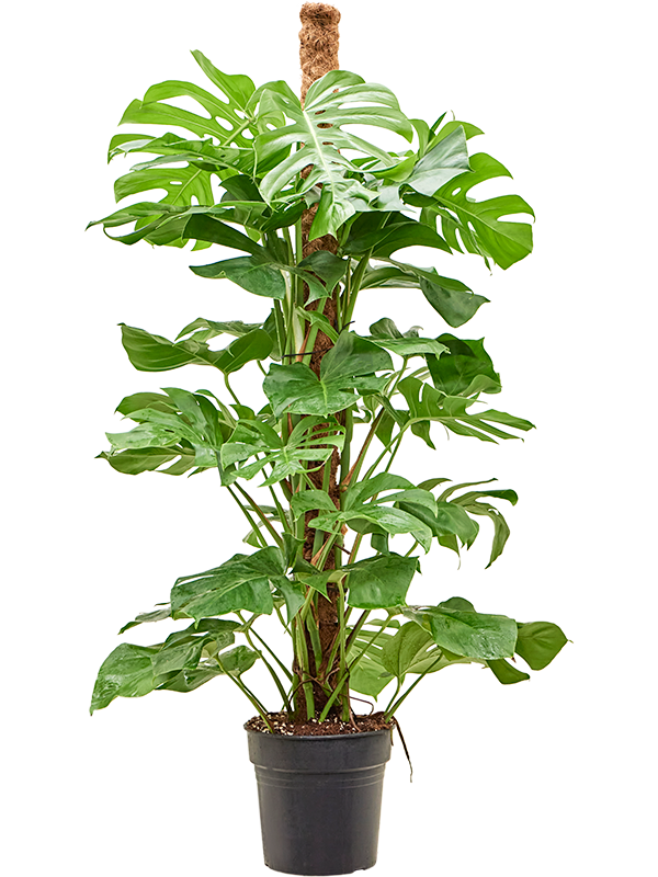 Monstera deliciosa