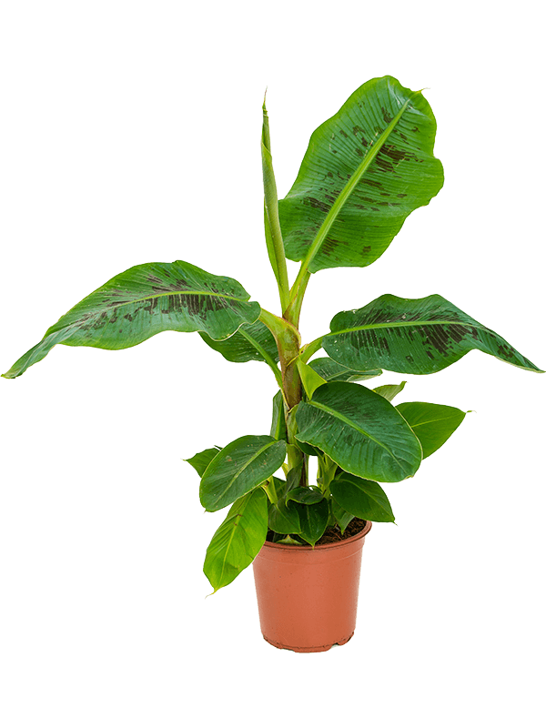 Musa 'Dwarf Cavendish'
