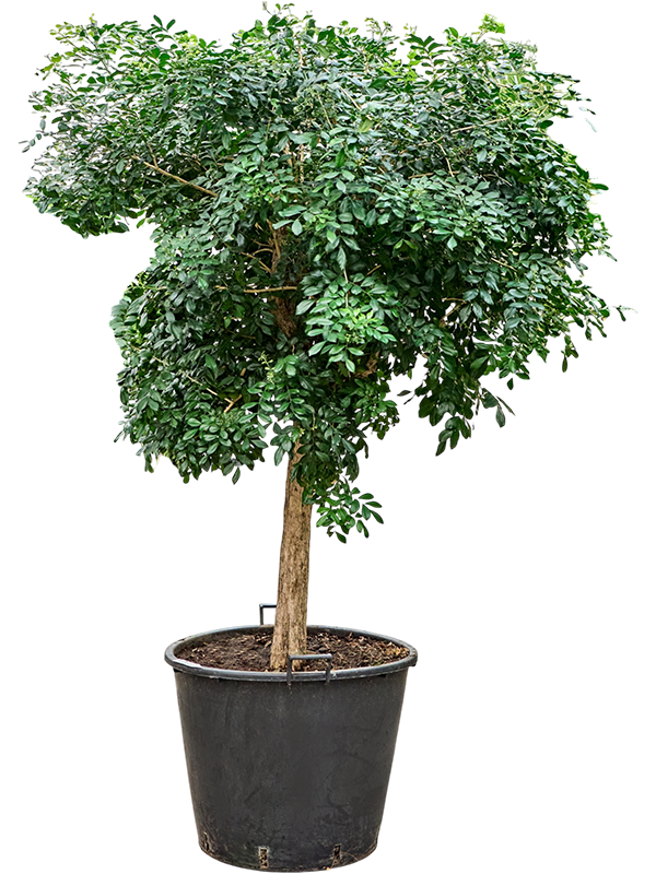 Murraya paniculata (180-220)