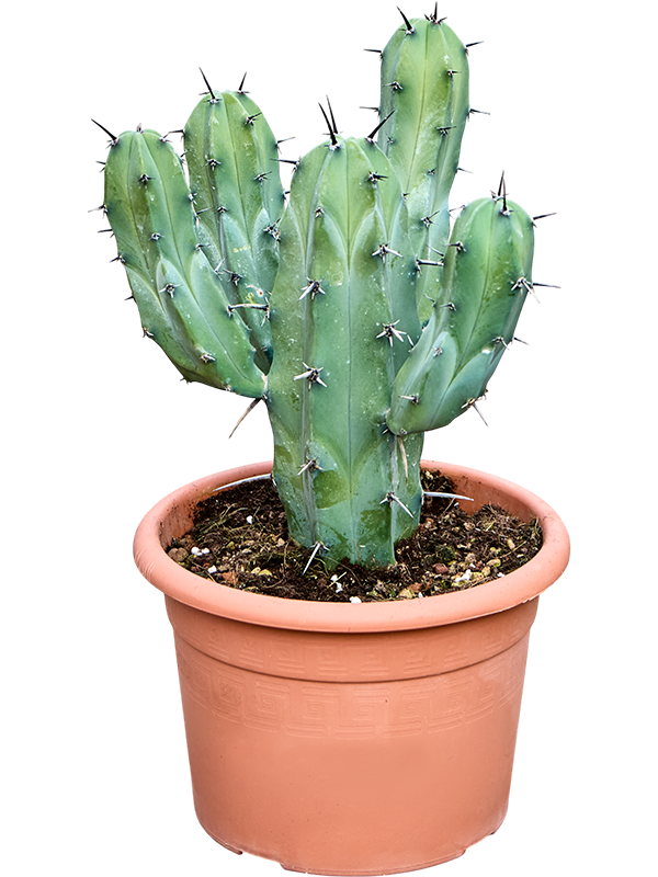 Myrtillocactus geometrizans