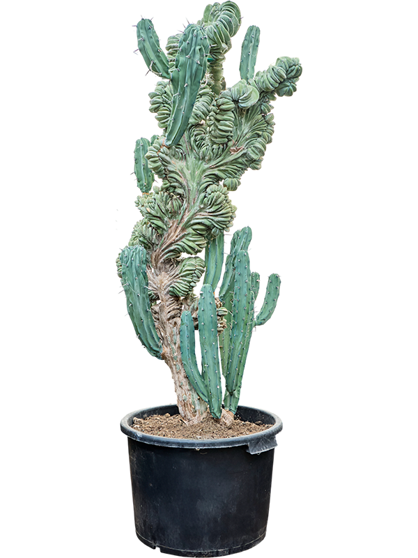 Myrtillocactus geometrizans 'Cristata'