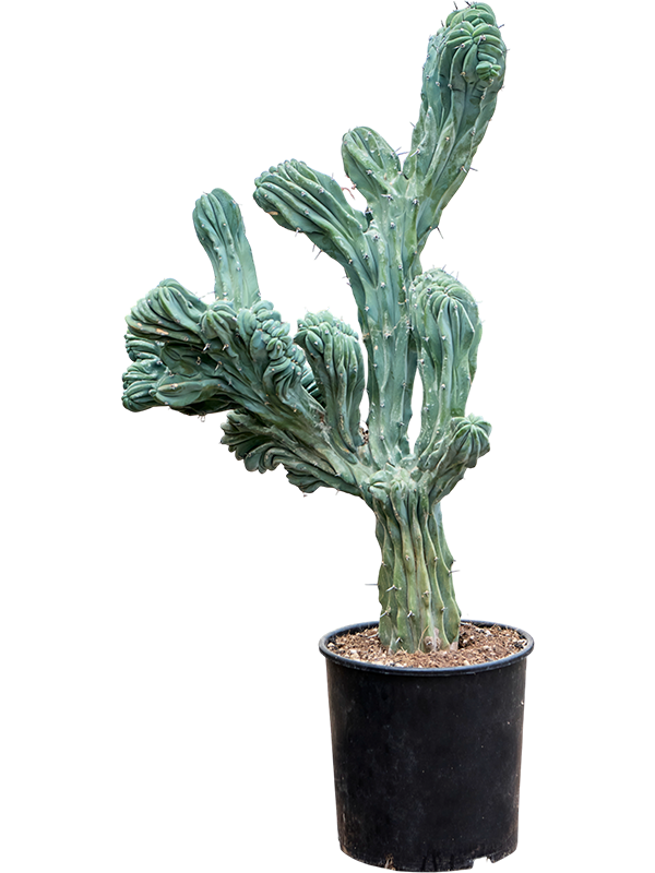Myrtillocactus geometrizans 'Cristata'