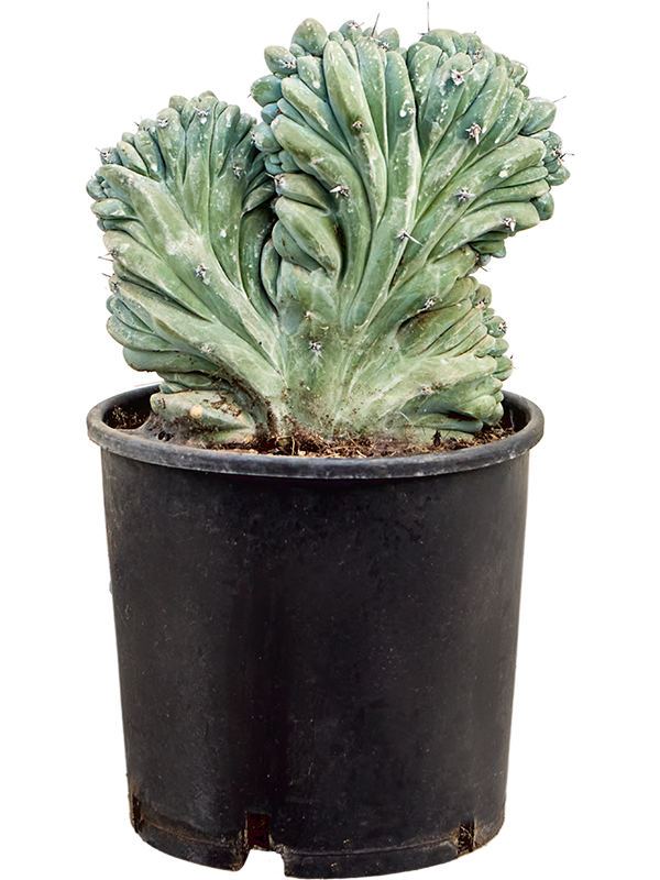 Myrtillocactus geometrizans 'Cristata'