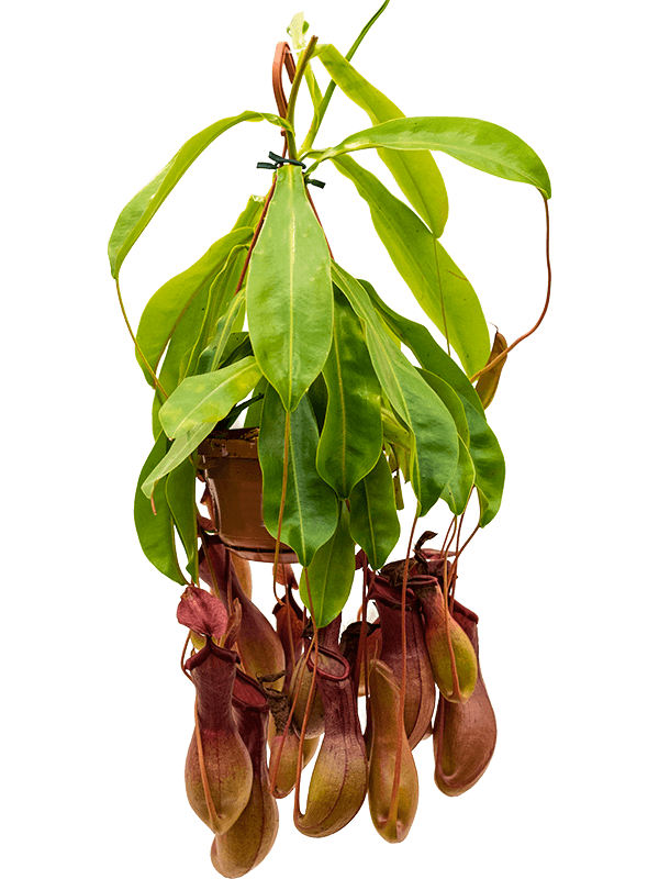 Nepenthes alata
