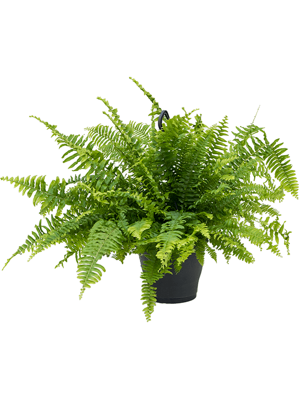 Nephrolepis exaltata 'Boston'
