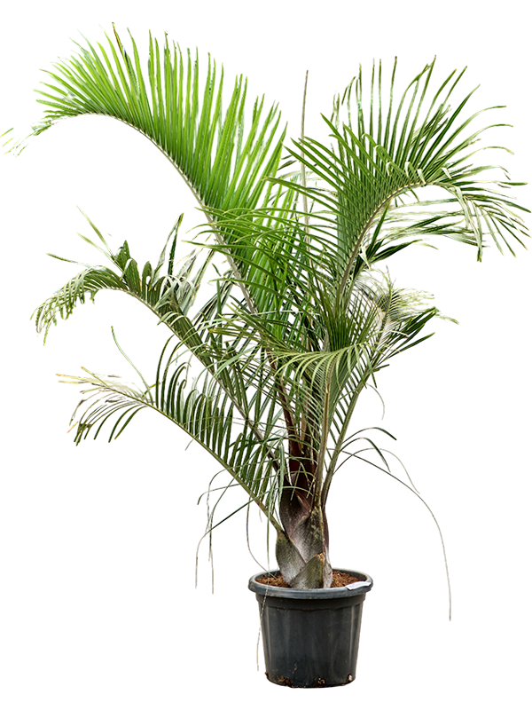 Neodypsis decaryi (160-220)